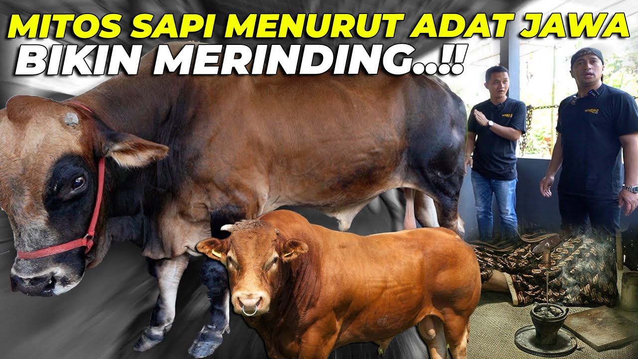 MERINDINGG..! SAPI BISA MEMAT1KAN REZEKI..??! BEGINILAH PENDAPAT SETIA FARM