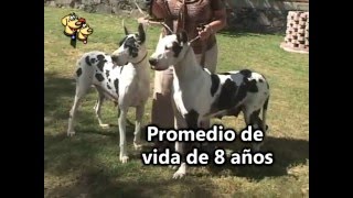 Gran Danés o Dogo Alemán