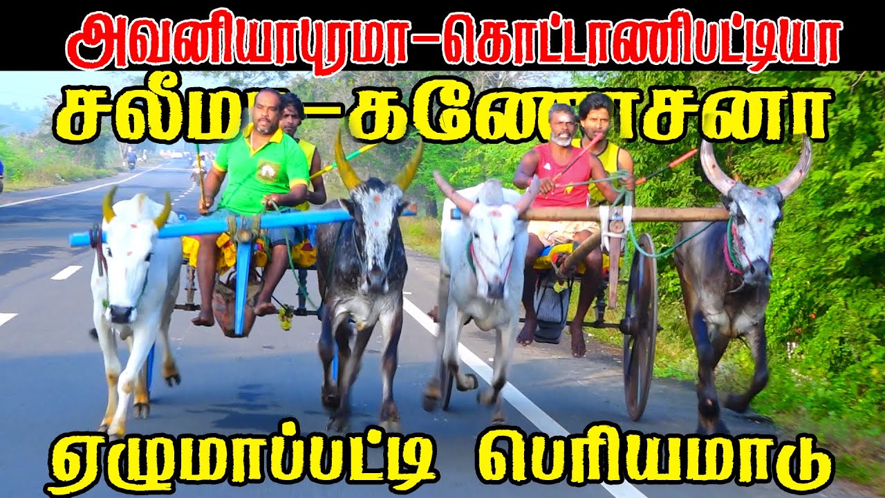பெரியமாடு எழுமாபட்டி 30,001 யாருக்கு 14-01-2026 | Bull race Big Bull Today Reckla