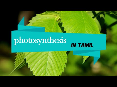 what is the tamil meaning for photosynthesis