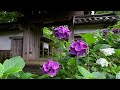 2020/06/30　アジサイの花が咲く小雨降る如法寺　～愛媛県大洲市～
