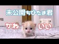 未公開のちびたま君詰め合わせ…!