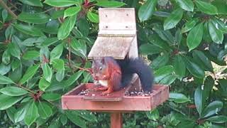 A red squirrel feeding in Jersey