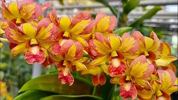 Live chớp giá rẻ 0388883958