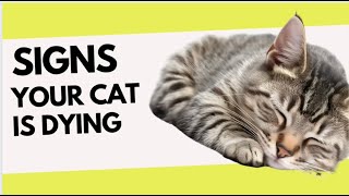 12 CRITICAL SIGNS THAT INDICATE YOUR CAT IS GOING TO DIE | KNOW THESE #catviralvideos #cat by Cat Supplies 8 views 19 hours ago 5 minutes, 9 seconds