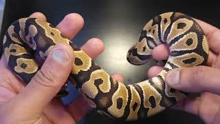 Celebrity 5-Minute Morphs I Ep. 02 I Crypton Wealth