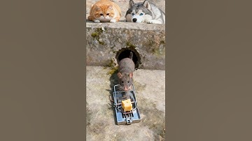 The cat set a trap and waited for the mouse 🐱🐭 #cat #mouse #funny #cute #animation