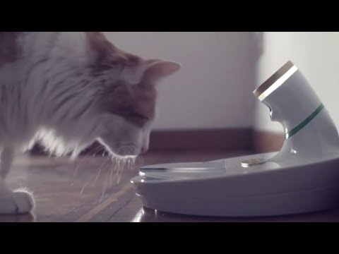 Video: Perché Amo Zyrtec Per Animali Domestici (soprattutto Nei Gatti)