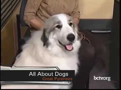 greater swiss mountain dog great pyrenees mix