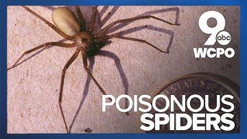 Brown recluse spiders infest Liberty Township home