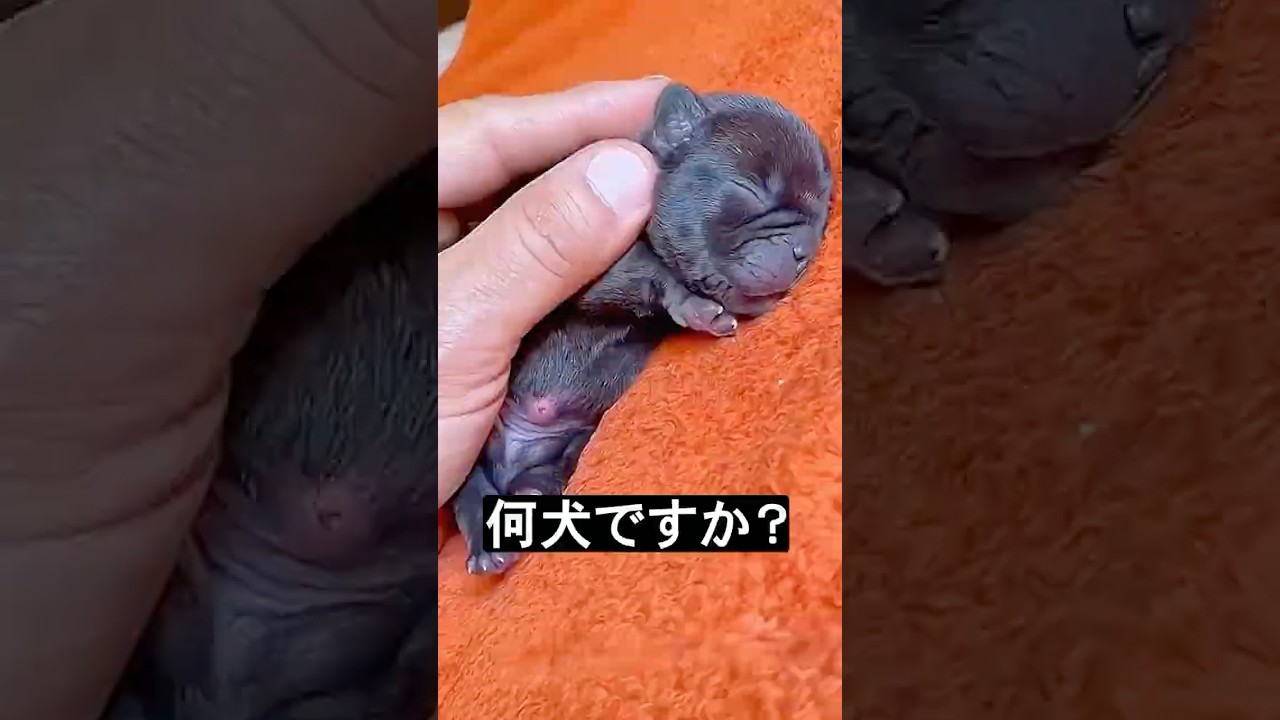 子犬を助けたけど・・・