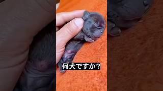 子犬を助けたけど・・・