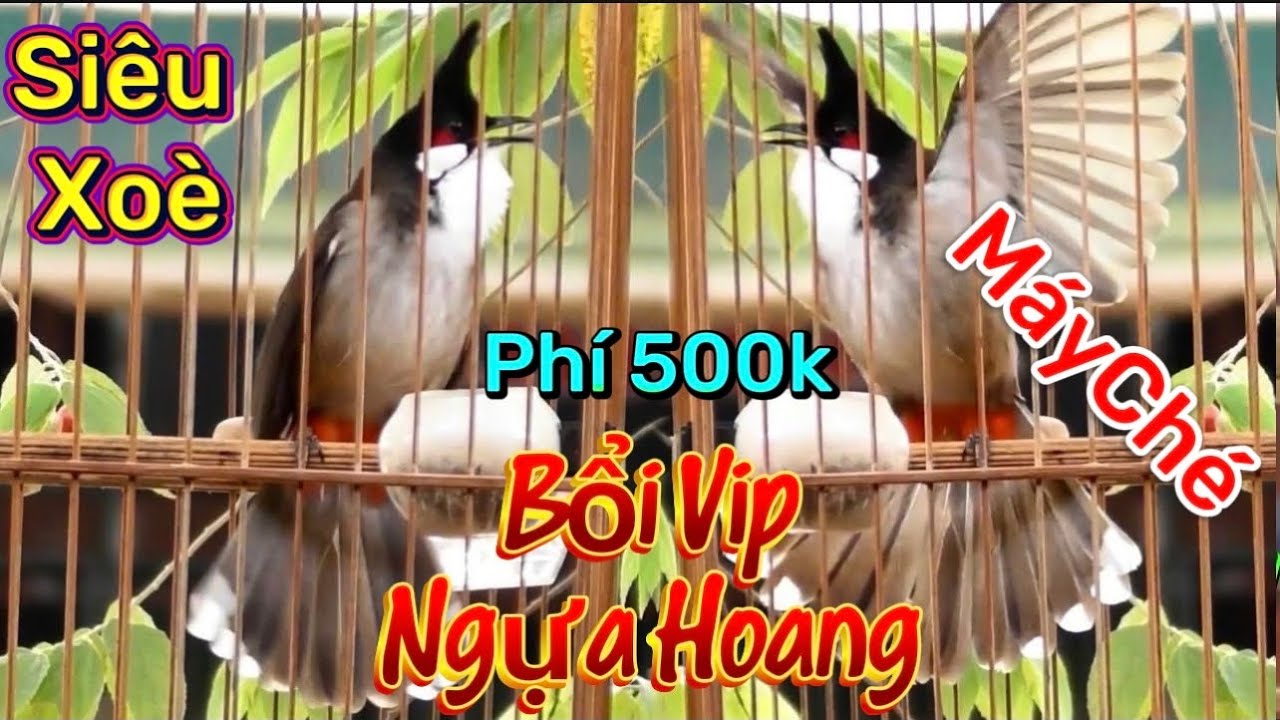5/2 Siêu Phẩm Bổi Vip Đầu Đàn Avi/Thủ Lĩnh Siêu Ché Phách Chơi Tàn Sát Đối Thủ/Hàng Cực Gấu Chó Vip