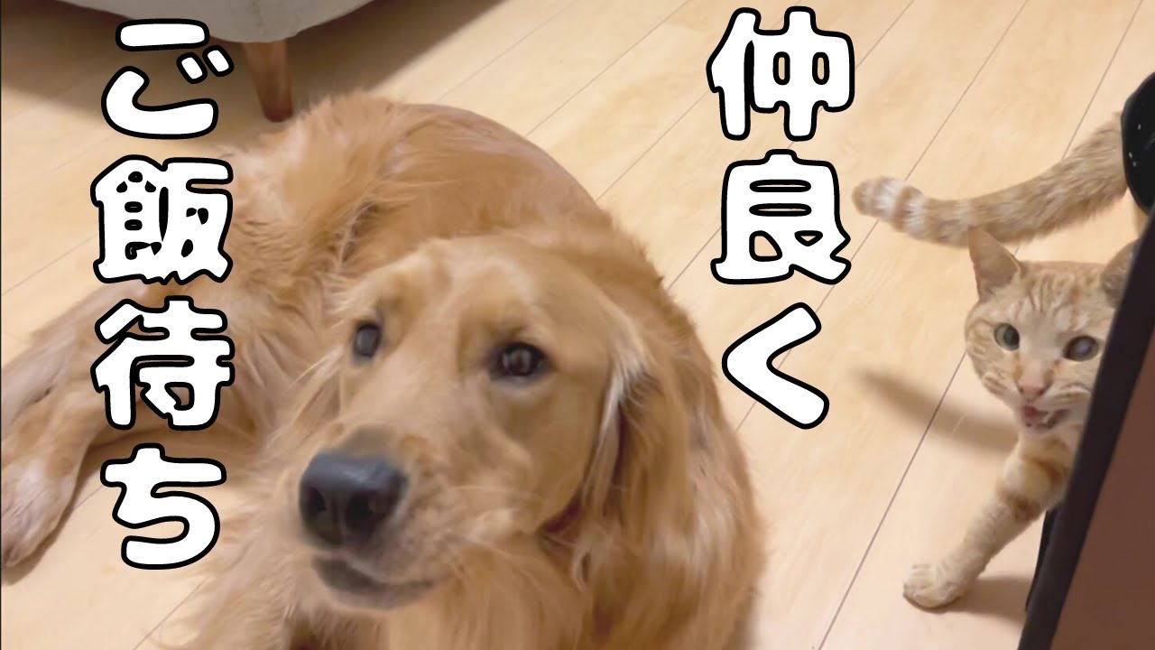 可愛く朝ごはんを仲良く所望するもみじとよもぎ Youtube