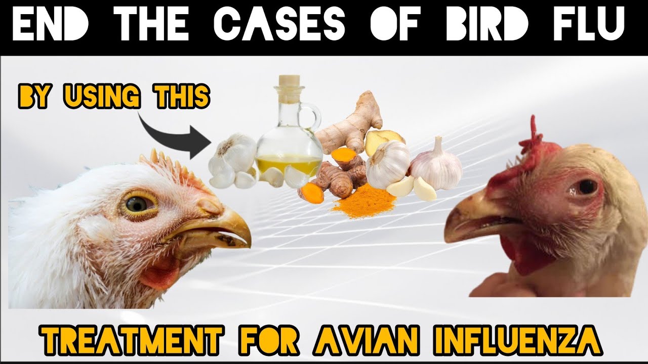 TREAT BIRD FLU IN YOUR POULTRY FARM | NATURAL PRODUCT DISCOVERED. - YouTube