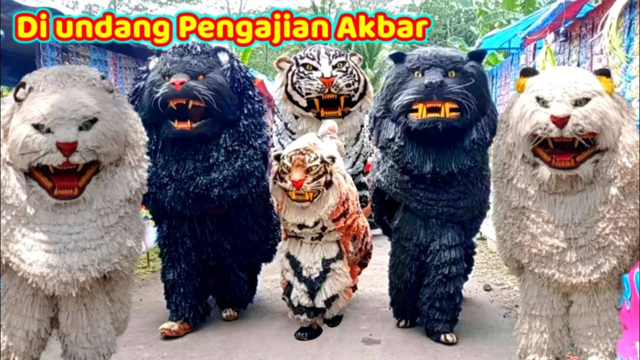 Can macanan singo Raung cilik di undang pengajian Akbar | seru semua orang ketakutan sama ular piton