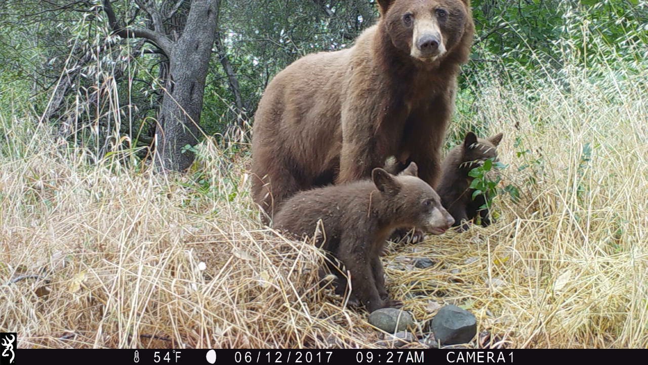 Mama Bear and Three Cubs - YouTube
