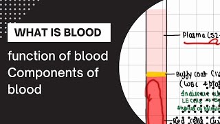 Blood | What is Blood | Function of Blood | Components of Blood