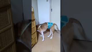 チャッピーその　後②　サスペンダーでオムツがずれるのを防止。