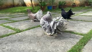 Indian Fantails Almond Pigeons