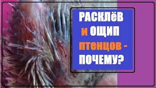 Подробнее о расклеве птенцов. Советы основанные на личном опыте. РАЗВЕДЕНИЕ КОРЕЛЛ 3-й сезон. Подробнее о расклеве птенцов. Советы основанные на личном опыте. РАЗВЕДЕНИЕ КОРЕЛЛ 3-й сезон.