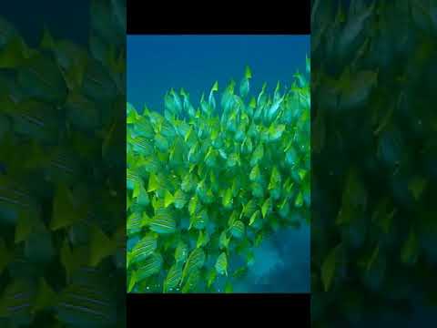 Beautiful fishes 🎏 fish nature whatsapp status video #shorts #nature #fish