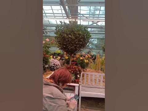 тыква «Румяная папайя» и окружение - YouTube
