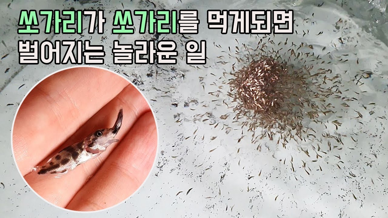 세계 최초 쏘가리 사료양식에 성공한 국내 최대의 쏘가리양식장에선 어떤 일들이 벌어질까? [물고기떼 주의]