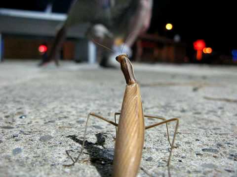 Praying Mantis Attacks Drunk Man