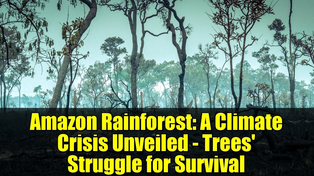 Тропические леса Амазонки: раскрыт климатический кризис — борьба деревьев за выживание.