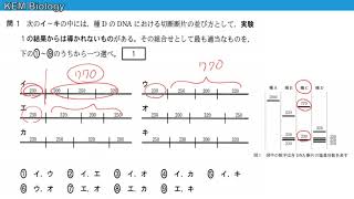 高校生物「センター2015　大問７　電気泳動・制限酵素・系統樹」