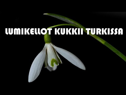 Video: Kun lumikellot kukkivat, luonto herää