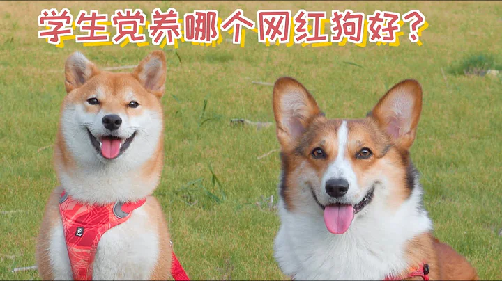 學生黨養哪種網紅狗好？ - 天天要聞