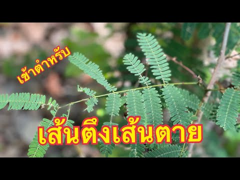 ส้มป่อยตอน186