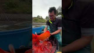 Blood Red Koi! Unbelievably Deep Red Color!