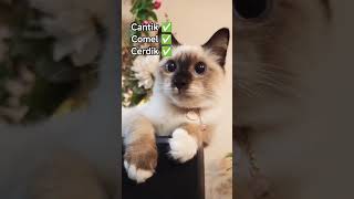 3 C 🥰💕 #catlover  #cutecat #kucinglucu