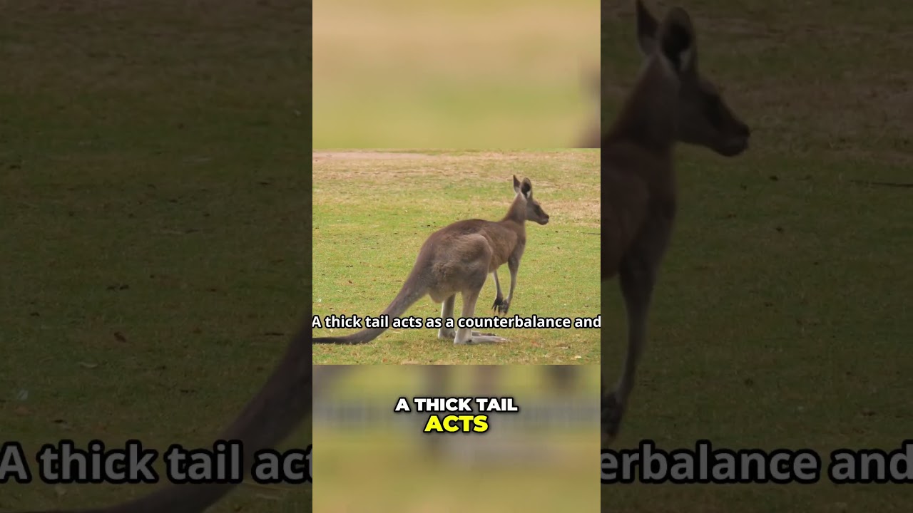 Discover the Unique Adaptations of Hopping Creatures