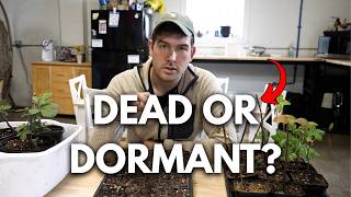 The DIRTY Truth About Big Box Plants - Our Largest PSA Ever
