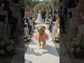 💍 Everyone Came for the Wedding... But Stayed for THIS Guest 😂