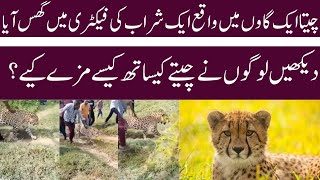 Leopard entered in village|Village people having fun with leopard|cheetah @dailybites-db