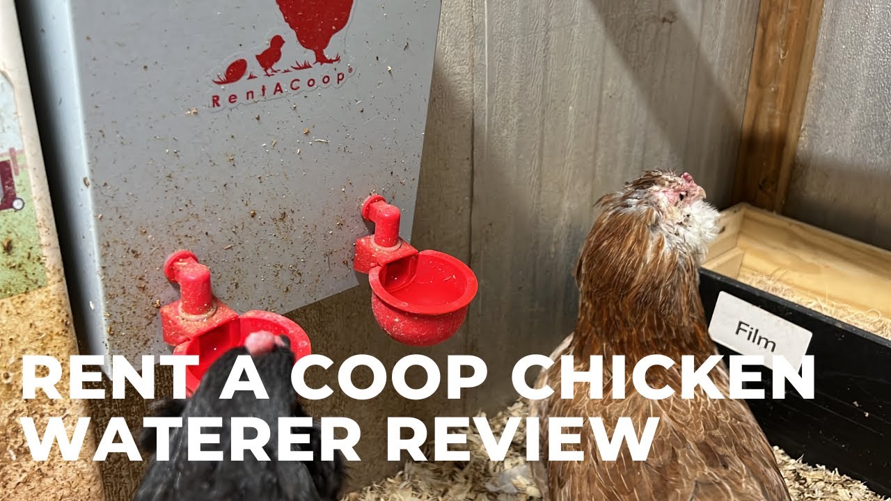 Rent a Coop Metal Chicken Waterer Review YouTube