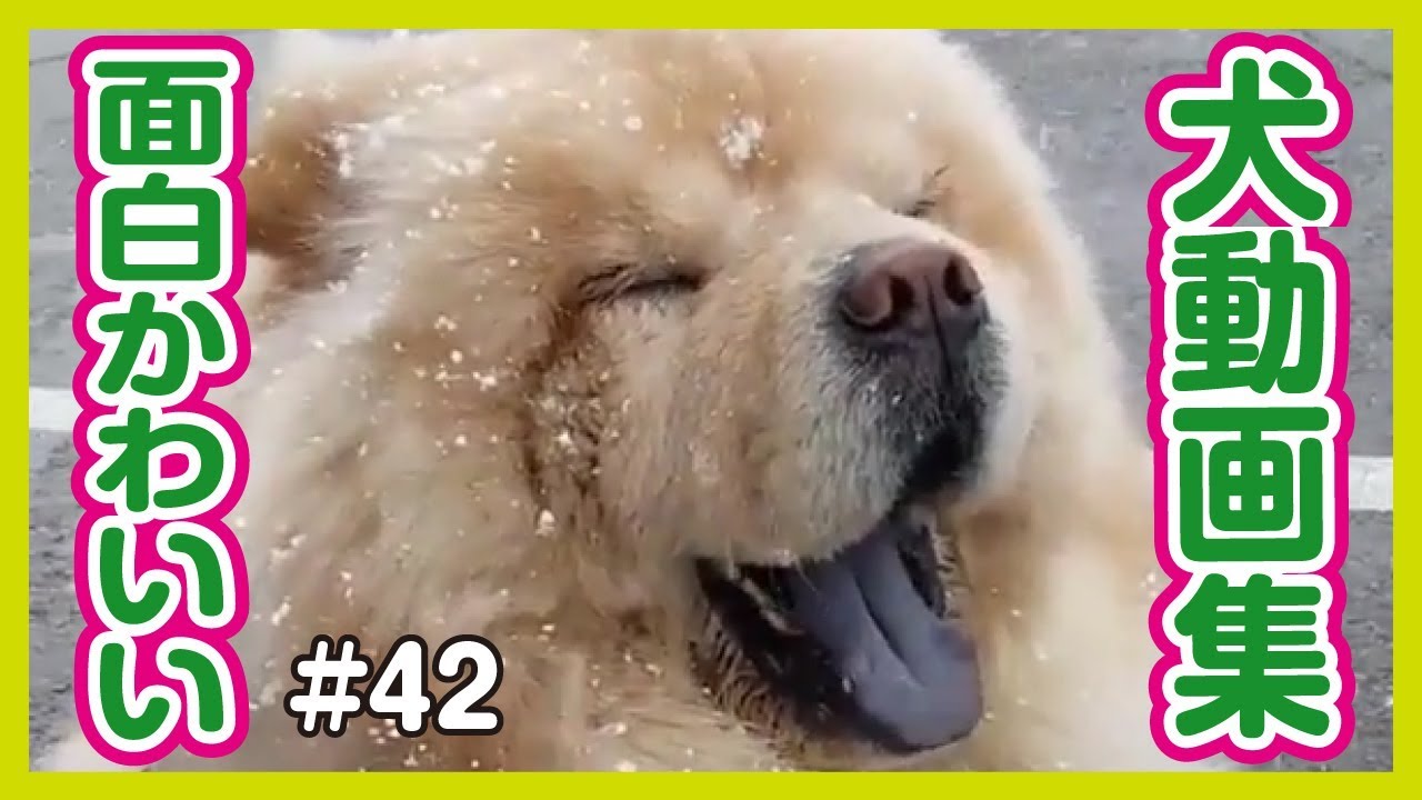 面白わんちゃん 爆笑 おもしろかわいい犬動画集 42 Youtube