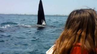Big Orca Whale cuts in front of Charlotte on a tour with Kaikoura Kayaks NZ