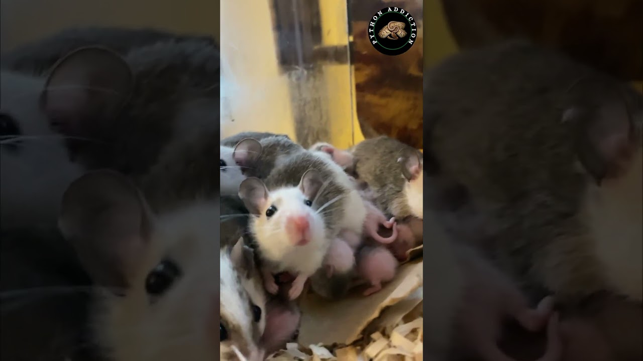 Look at all the Baby African Soft Fur's (ASF) -😍 