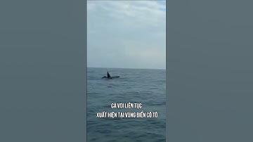 Cá voi liên tục xuất hiện tại vùng biển Cô Tô | Báo Điện tử VOV