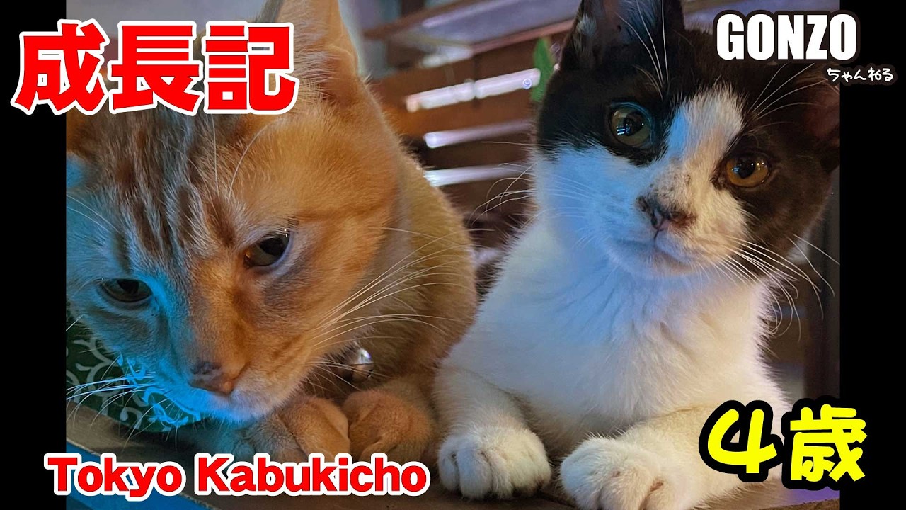 ねこばーぐページ Turning 8] The voiceless bar cat who became known as the Boss