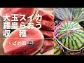 大玉スイカ収穫【羅皇】【大玉スイカ】【収穫】【家庭菜園】