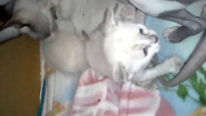 Video 1980841: sphynx munchkin, female munchkin kitten, munchkin kitten male, f1 kitten, kittens litter