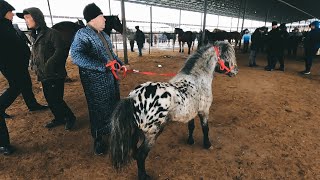 картинка: OT BOZOR! HORSE MARKET IN UZBEKISTAN! КОННЫЙ РЫНОК УЗБЕКИСТАНА!