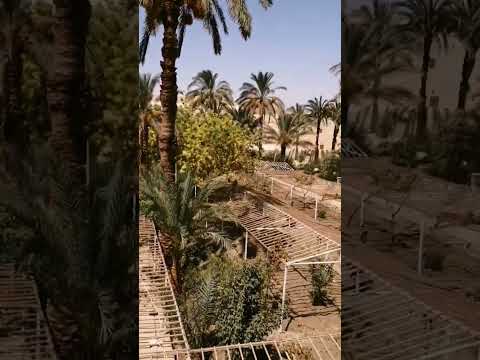 أشجار النخيل و شجر الزيتون